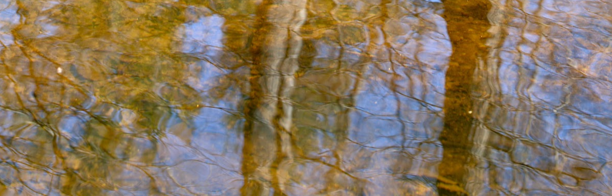 Tree reflections